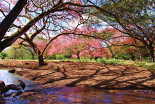 Costa Rica-Guanacaste-Natural Horsemanship Clinic in Guanacaste